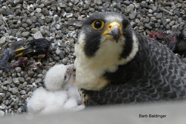 2 young and female at AT&T Detroit by Barb Baldinger, 5/10/2013